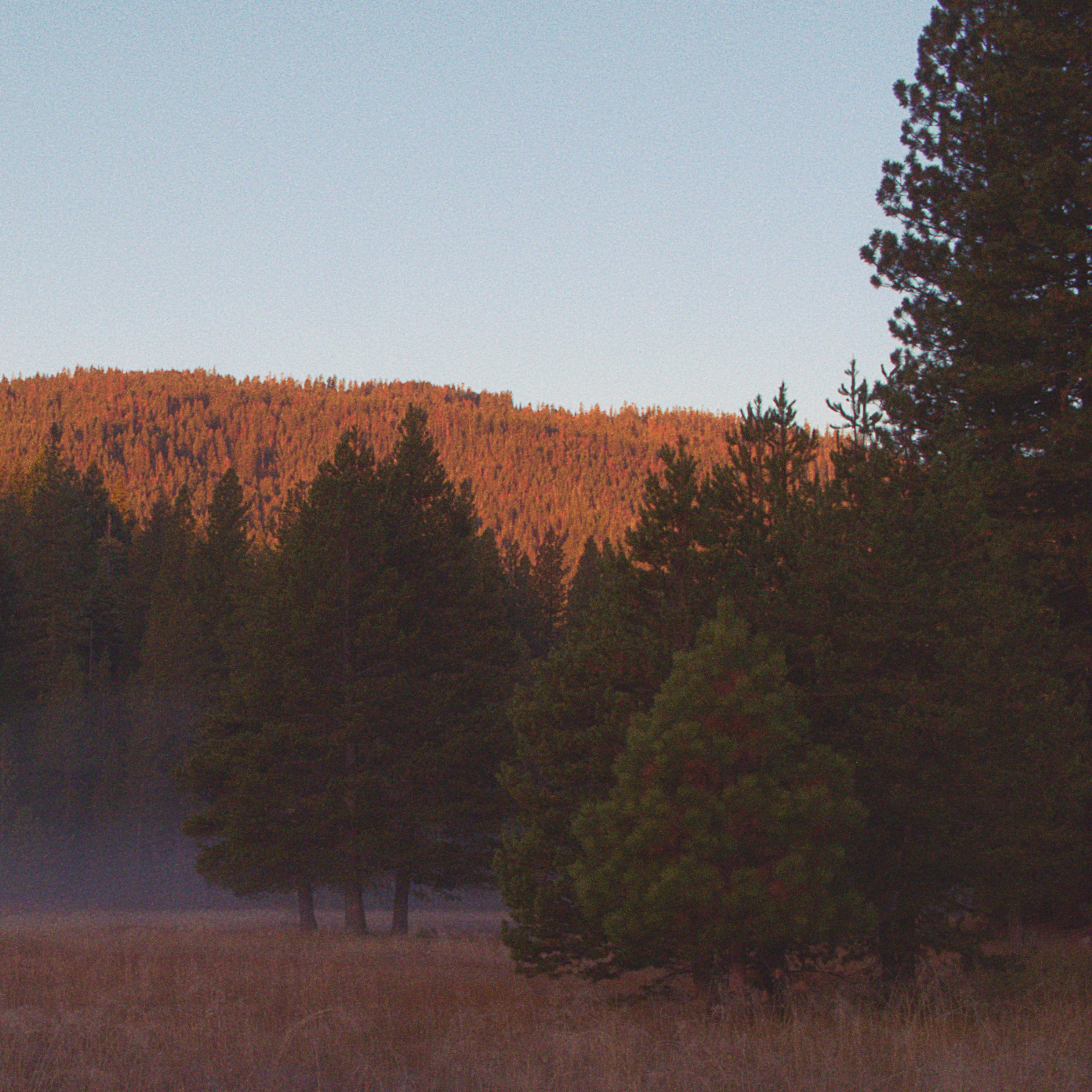 field