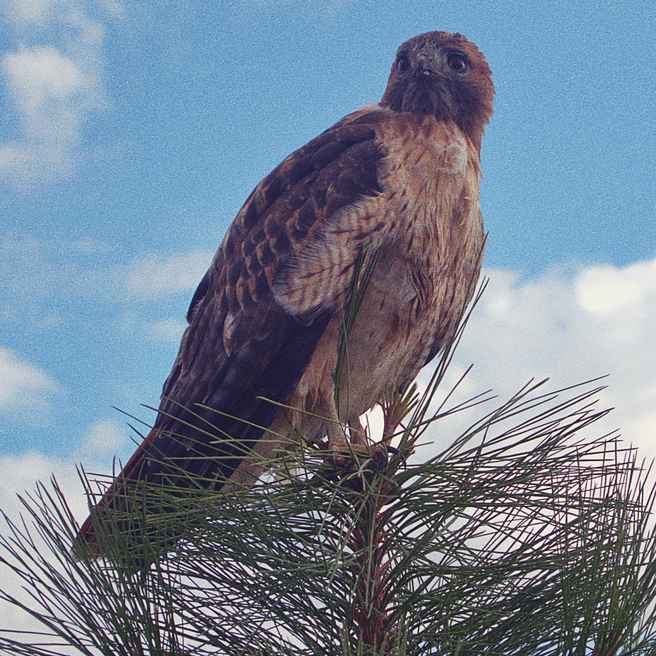 hawk